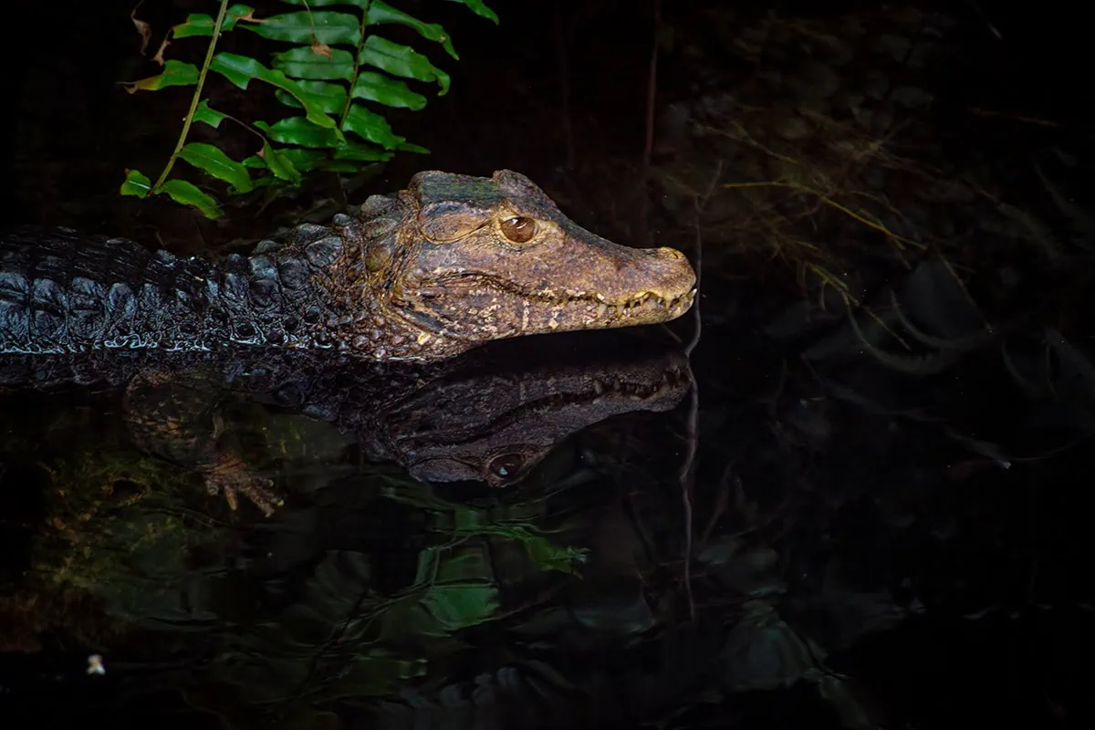 A caiman hiding in the darker Amazon-themed exhibits at River Wonders Singapore.