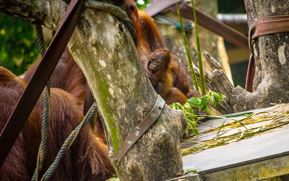A baby Orangutan on the back of its parent in Singapore Zoo
