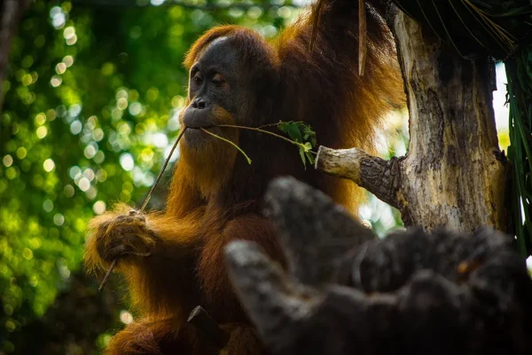 An orangutan chewing on a branch at Singapore Zoo