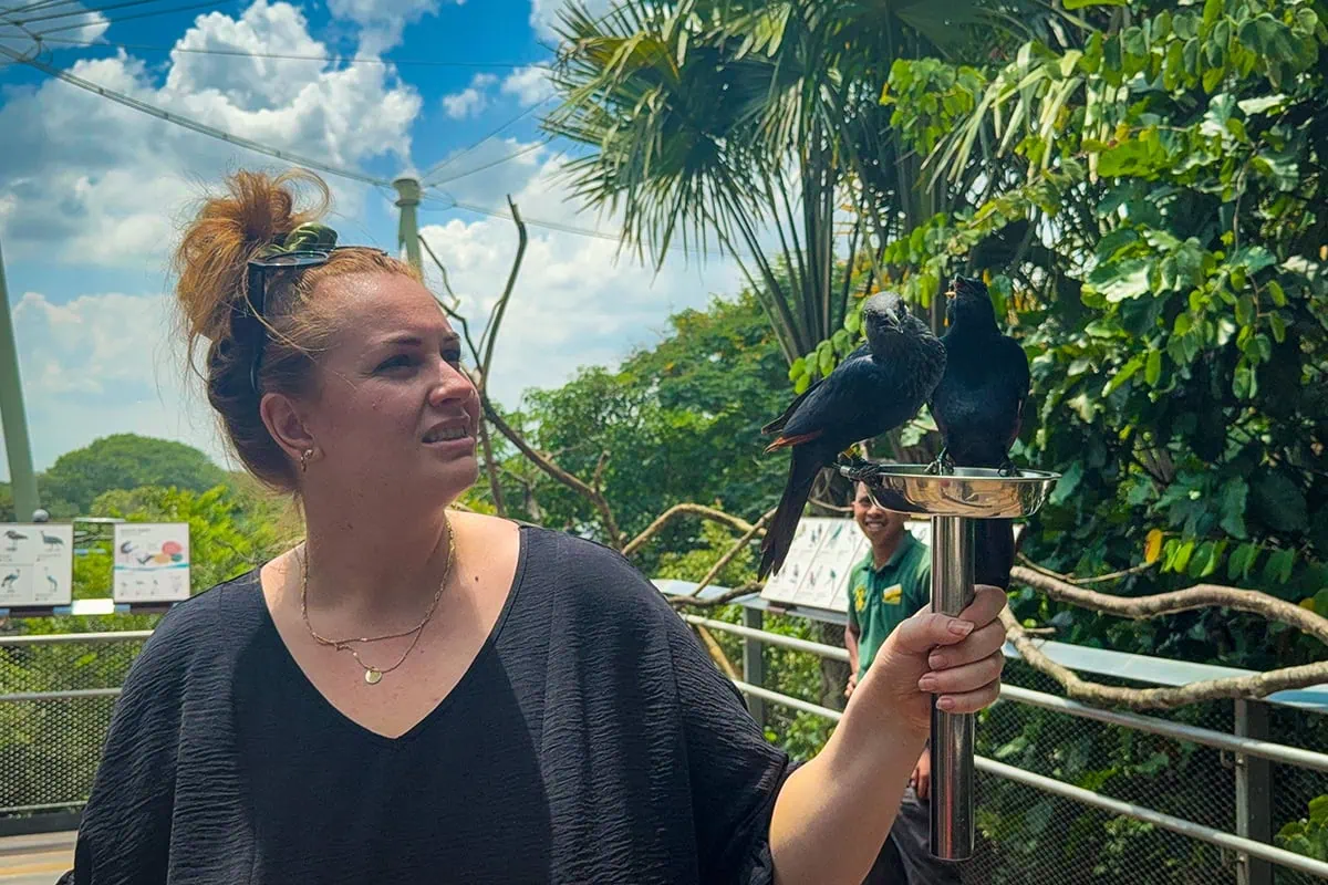 Tasha Amy feeding the Red Winged Starlings at Bird Paradise on a metal bowl