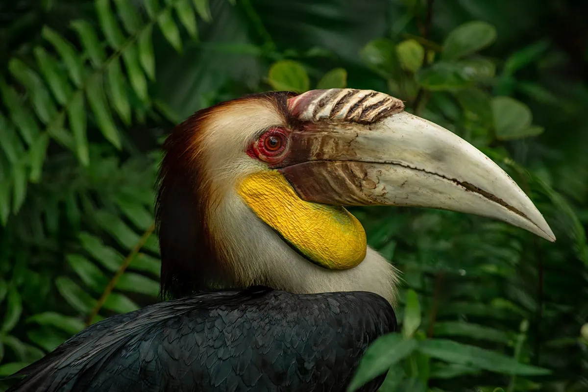 A Wrinkled Hornbill in the Winged Sanctuary portion of Bird Paradise Singapore