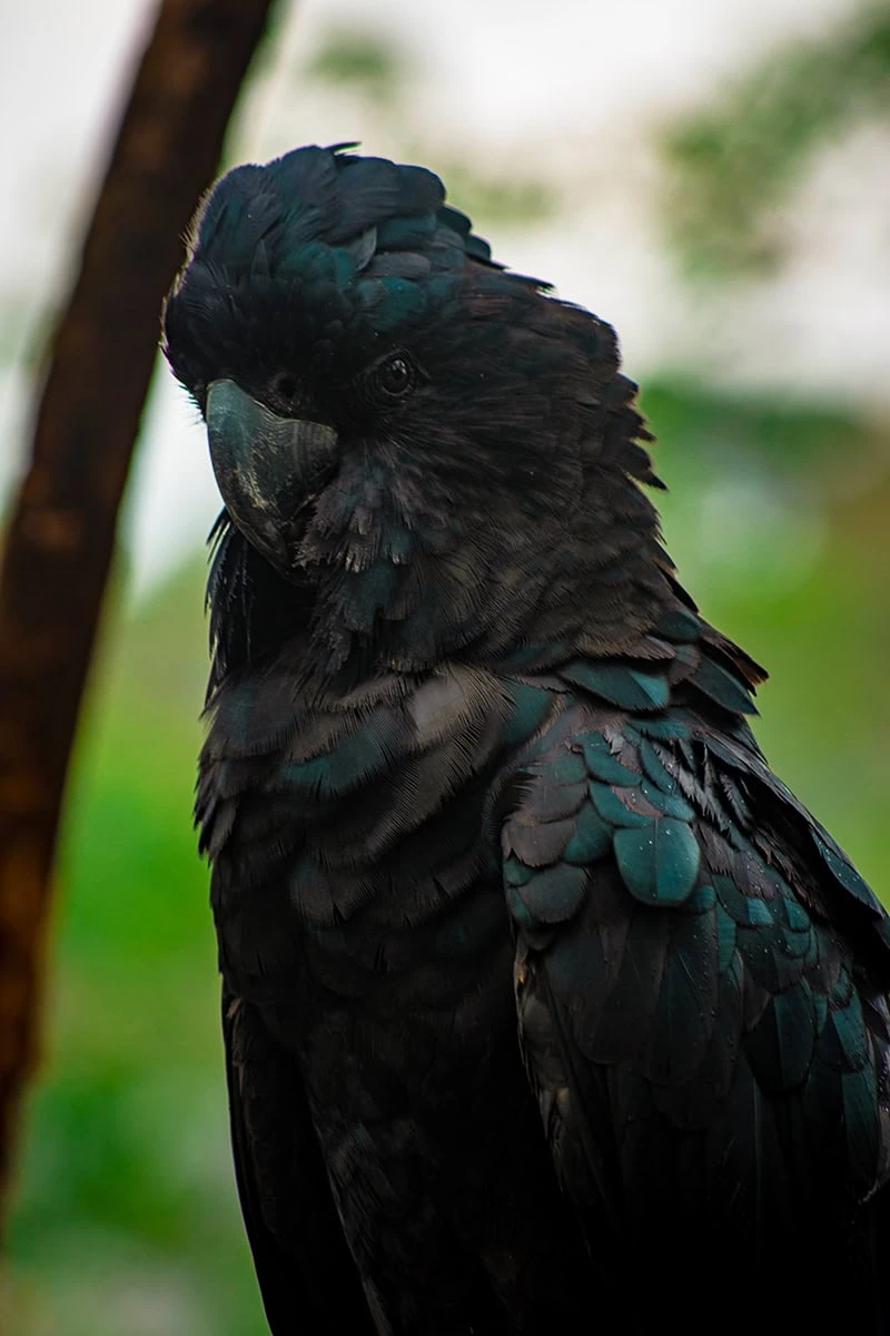 A Palm Cockatoo hanging out in the Australian Outback section of Bird Paradise in Singapore