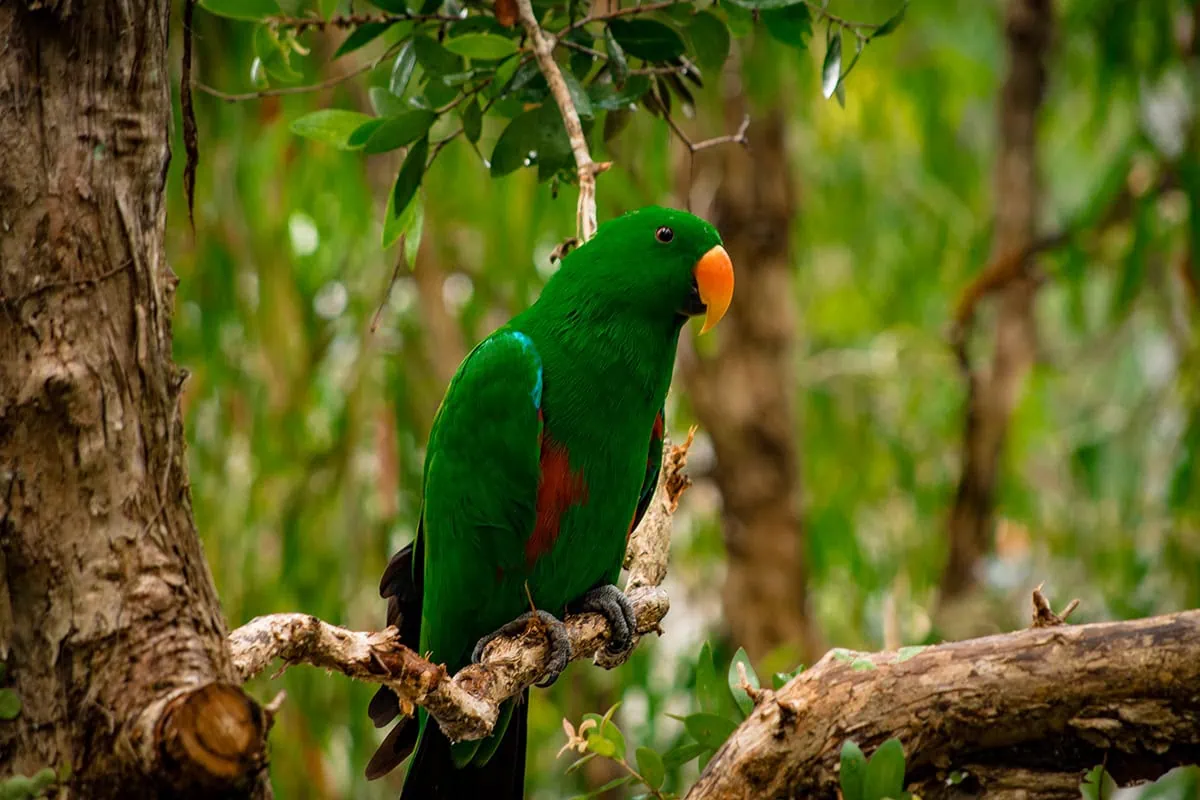A male Eclectus parrot in the trees at the Australian Outback Aviary in Singapore Paradise