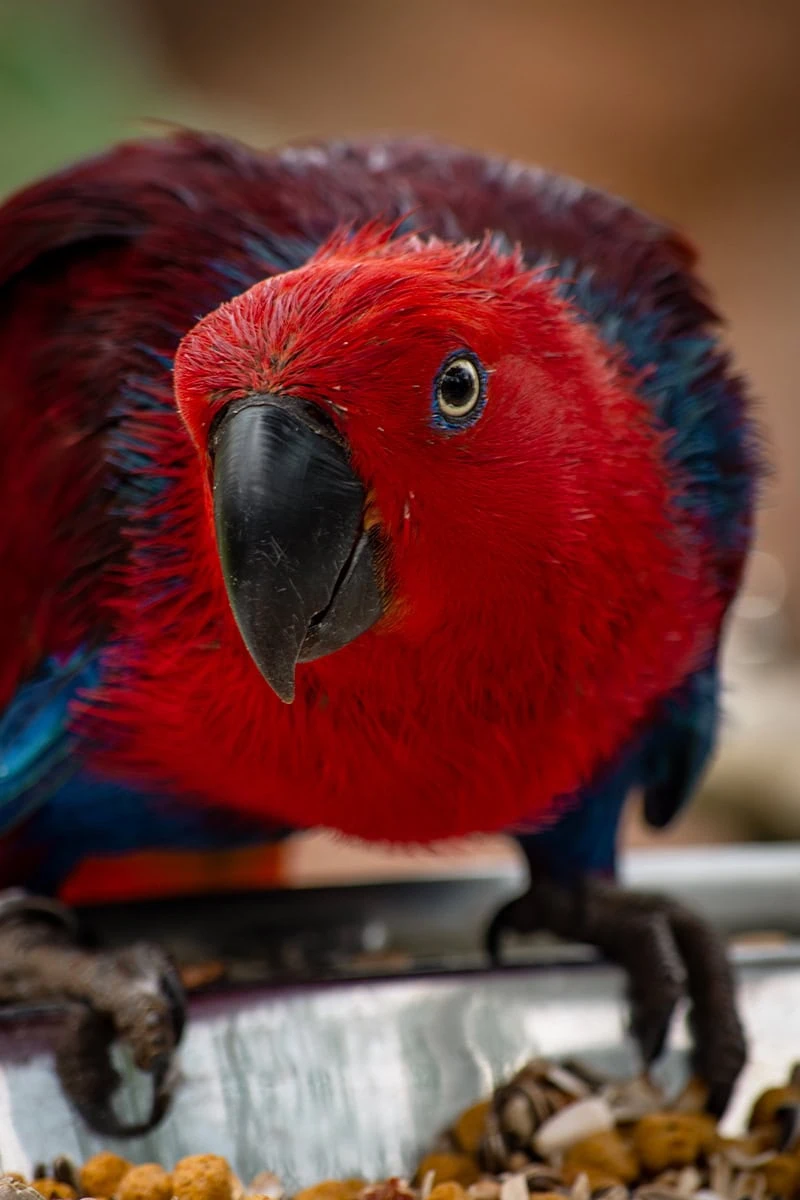 Close-up of a red Eclectus parrot at Bird Paradise Singapore