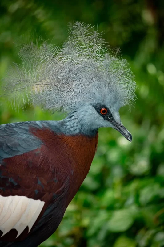 Grey Crowned Crane in Songs of the Forest Aviary at Bird Paradise Singapore