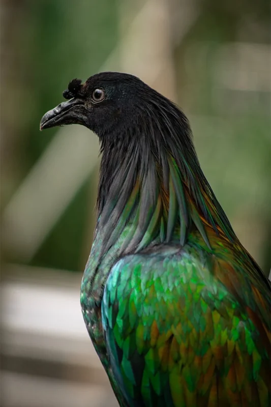 Close-up of a Nicobar pigeon at Bird Paradise Singapore