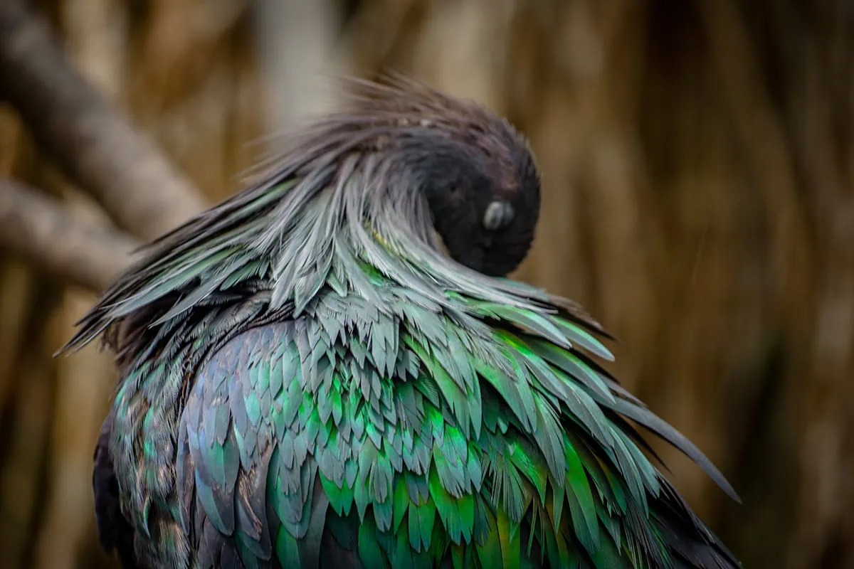 Nicobar pigeon preening at Bird Paradise Singapore