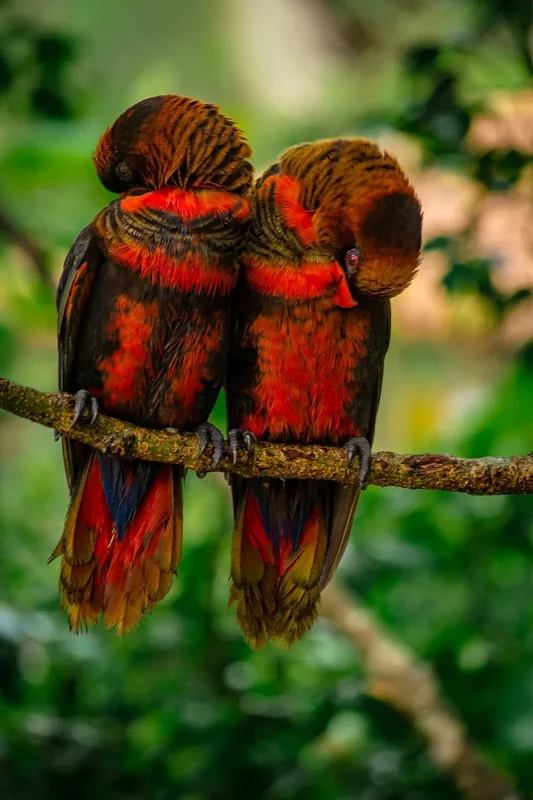 Two dusky lories preening at Bird Paradise Singapore