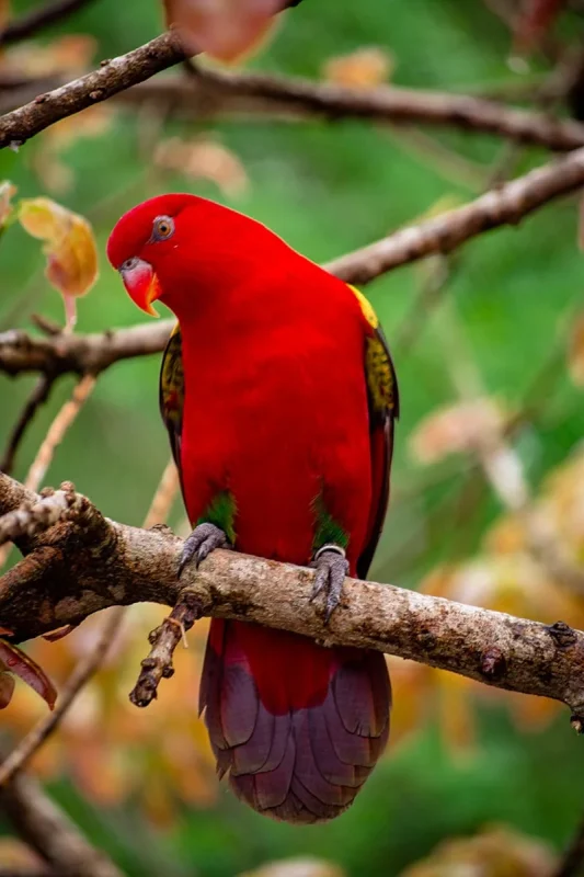 Female Eclectus parrot perched on a branch at Bird Paradise Singapore