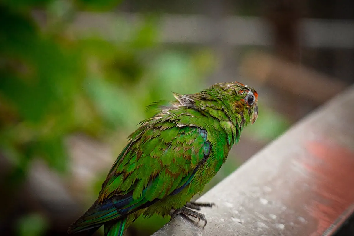 A wet parrot at Bird Paradise Singapore