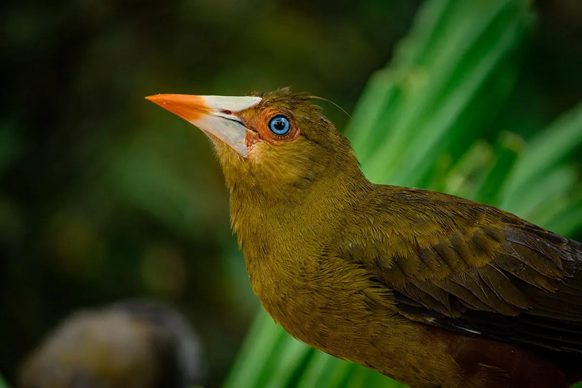 Green Oropendola at Bird Paradise Singapore