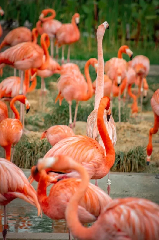 American flamingos standing in the wetlands at Bird Paradise Singapore