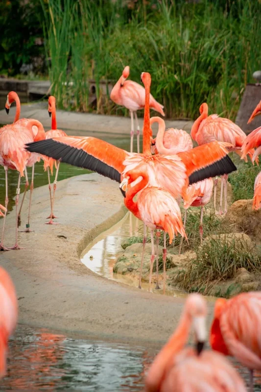 American flamingo spreading its wings at Bird Paradise Singapore