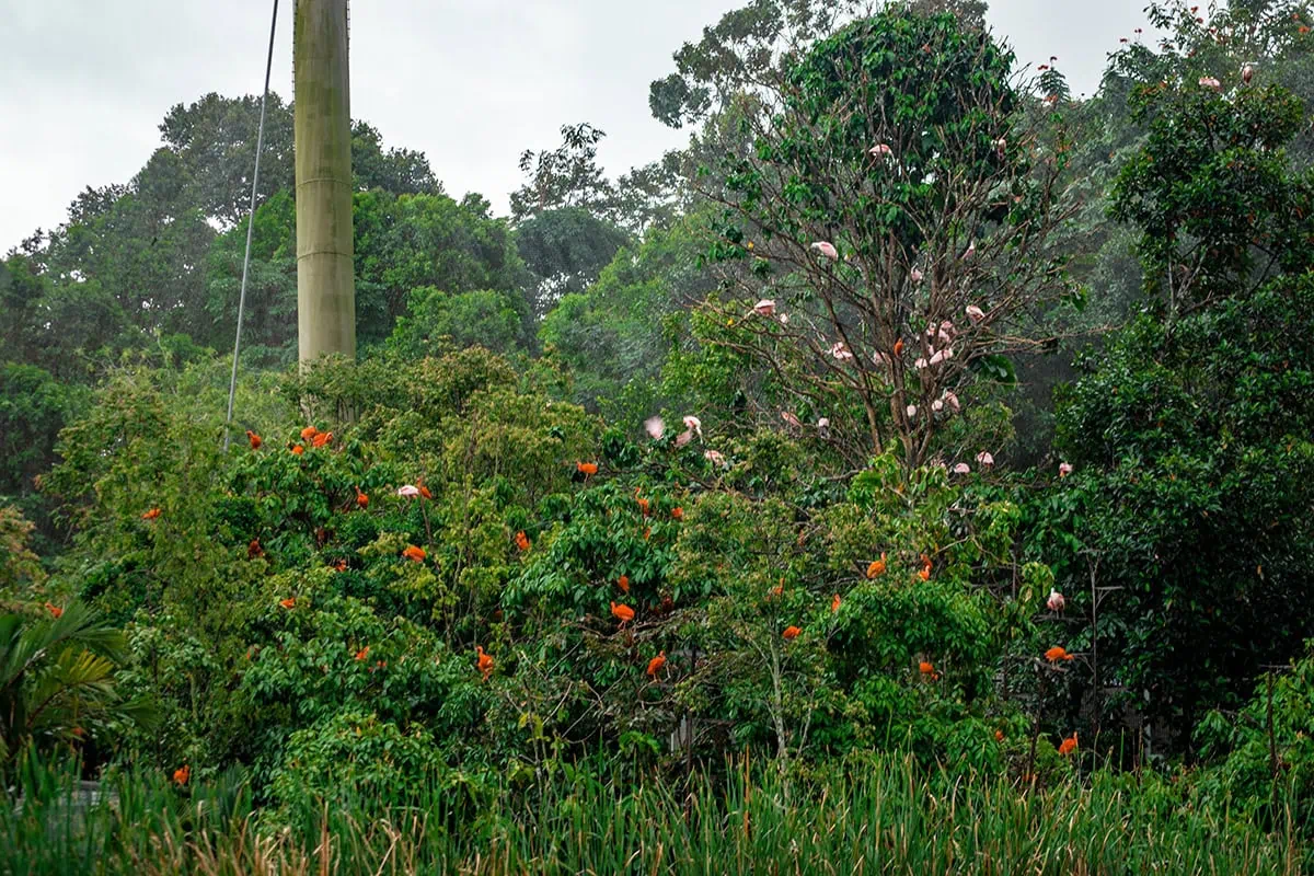 Scarlet ibises and flamingos perched in a tree in Crimson Wetlands at Bird Paradise Singapore