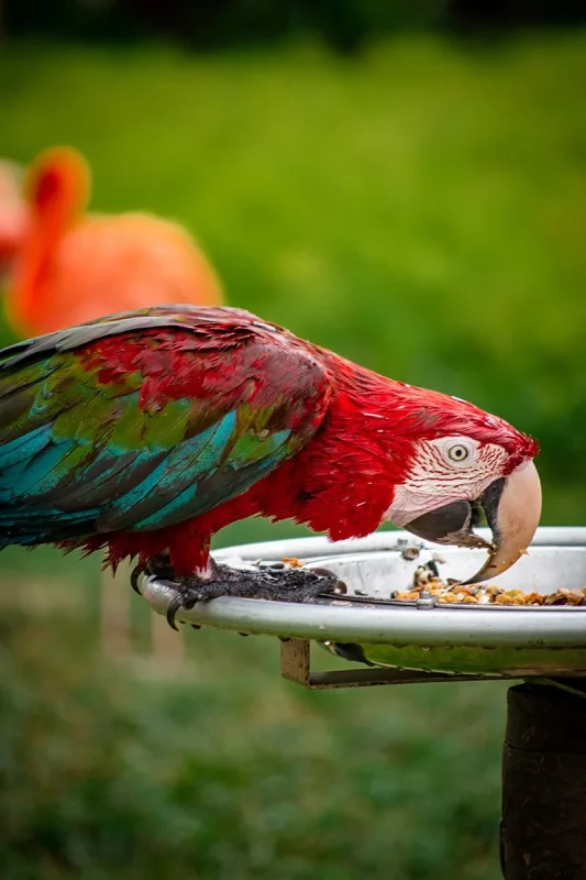 Green-winged macaw eating at Bird Paradise Singapore