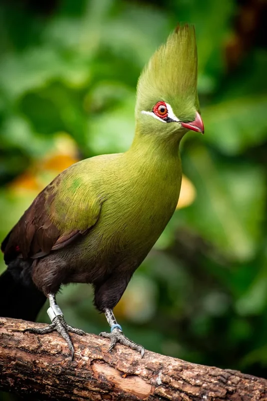 White-Cheeked Turaco at Bird Paradise Singapore
