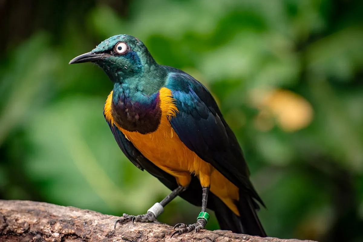 Close-up of a Golden-Breasted Starling at Bird Paradise Singapore