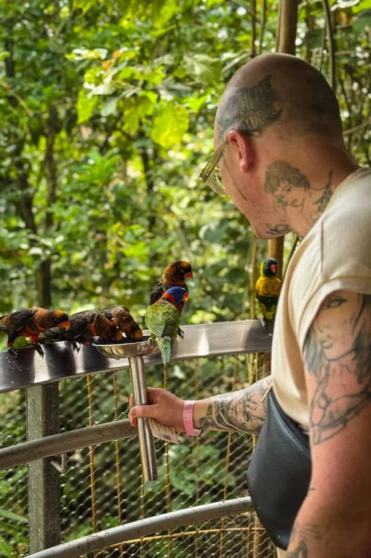 A man feeding five lorikeets standing on a rail while another couple stand on the bowl at Bird Paradise