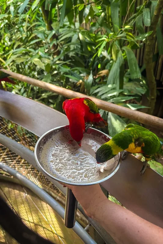 A Black Capped Lory and a Coconut Lorikeet enjoying a bowl of nectar at Bird Paradise