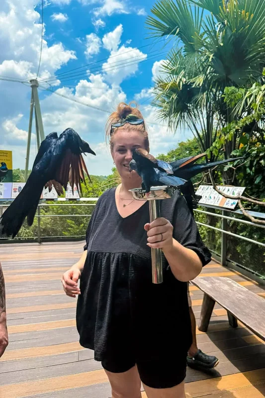 Tasha Amy surrounded by Red Winged Starlings as they eat from a bowl