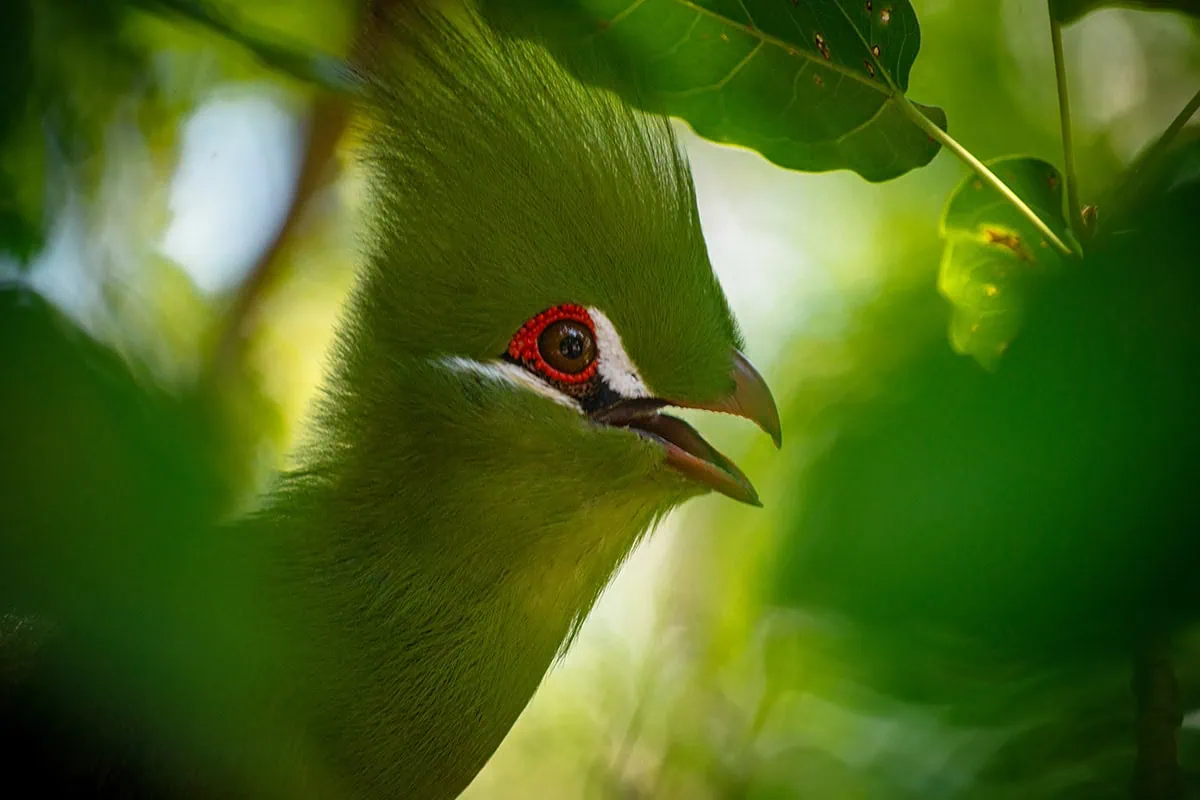 A Great Blue Turaco in the Heart Of Africa Aviary in Bird Paradise