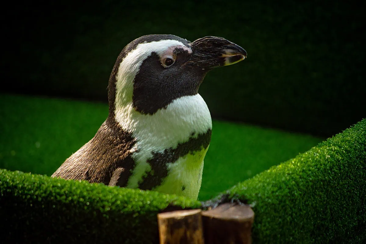 Breakfast In The Wild Singapore Zoo: Is It Really Worth Booking? 13 An African Penguin in its cart at Breakfast In The Wild