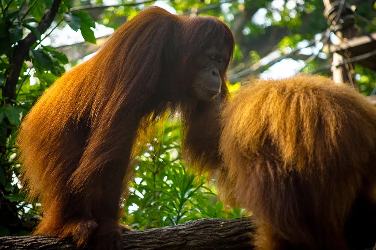 Breakfast In The Wild Singapore Zoo: Is It Really Worth Booking? 12 Two Orangutans in the trees at Singapore Zoo