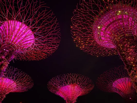 Gardens by the Bay Supertrees illuminated during the Garden Rhapsody light show in Singapore