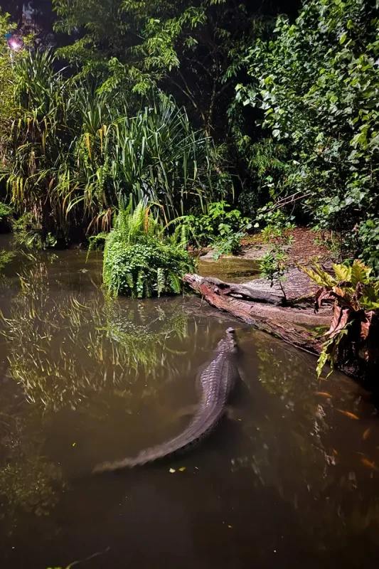 Gharial swimming through the water at Night Safari Singapore