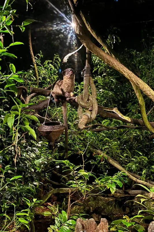 Kinkajou climbing through the trees at Night Safari Singapore