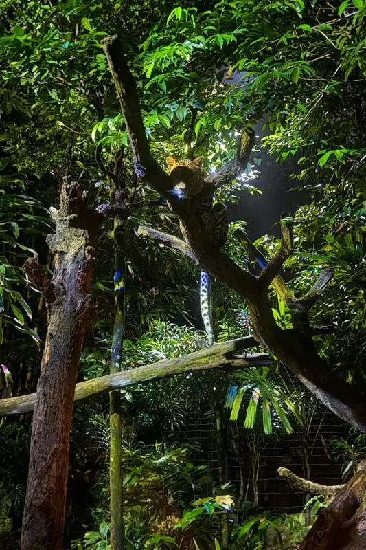 Sri Lankan leopard resting in a tree at Night Safari Singapore