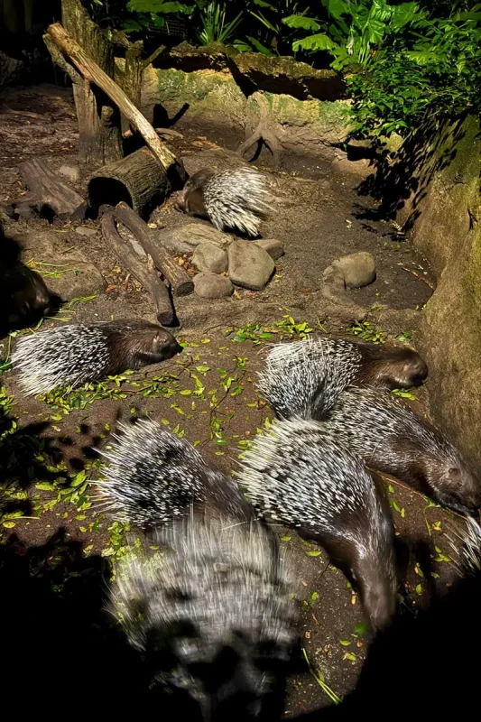 Malayan porcupines foraging together at Night Safari Singapore