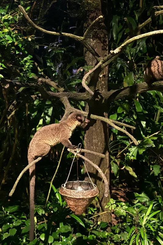 Kinkajou climbing through the trees at Night Safari Singapore