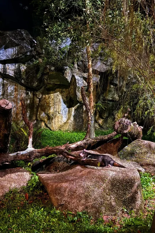 A Tasmanian Devil laying on a rock at Night Safari