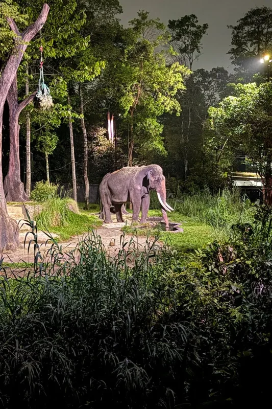 Asian bull elephant with impressive tusks at Night Safari Singapore
