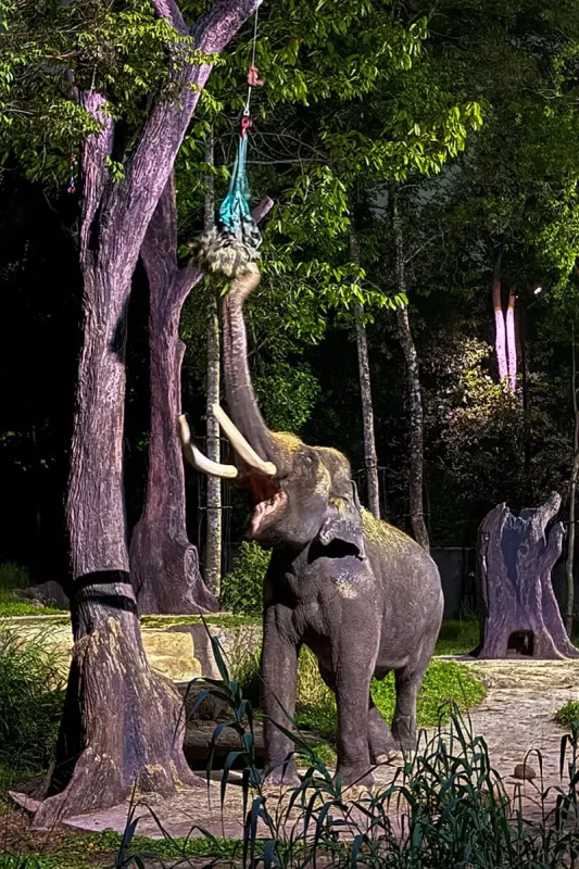Asian bull elephant grabbing food with its trunk at Night Safari Singapore