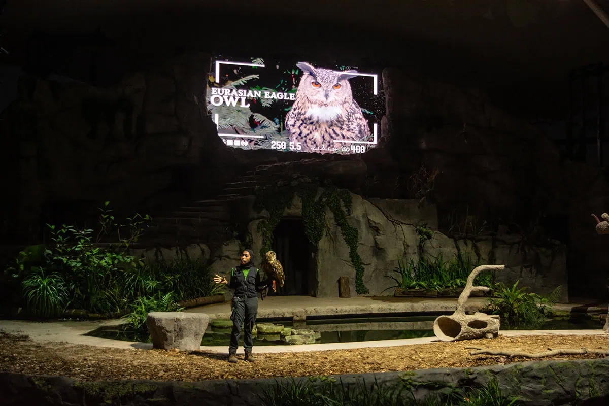 Presenter with a Eurasian eagle-owl during the Creatures of the Night presentation at Night Safari Singapore