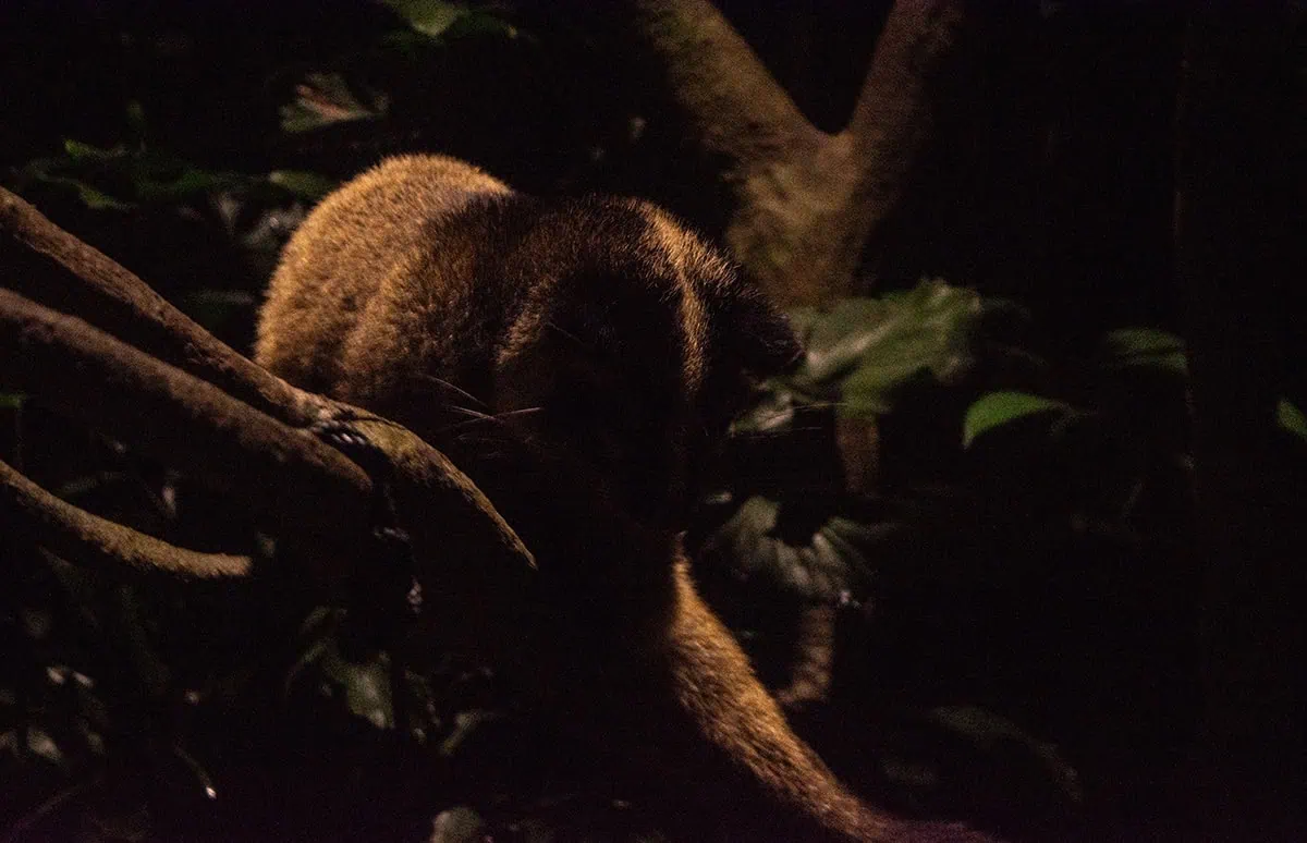Nocturnal mammal climbing through the trees at Night Safari Singapore