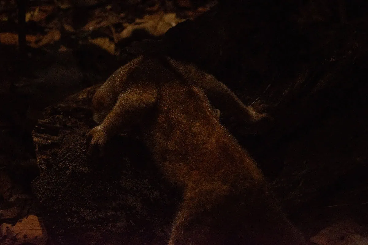 Nocturnal mammal climbing over a log at Night Safari Singapore