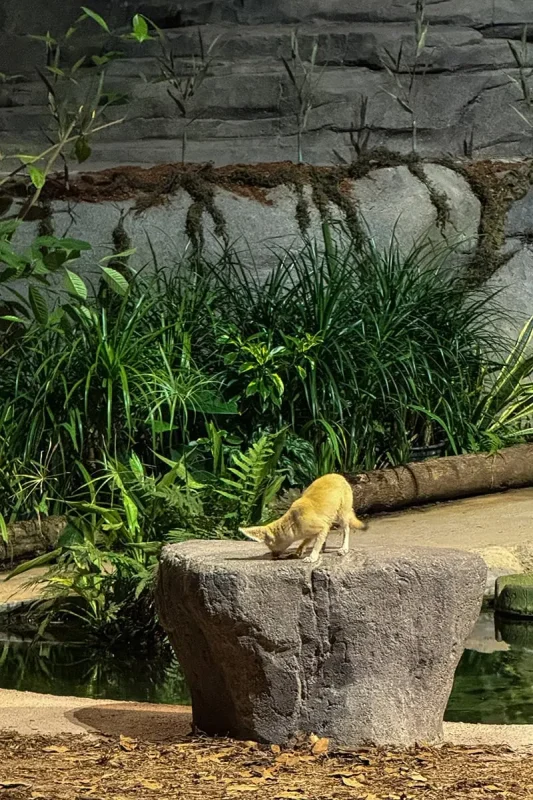Fennec fox standing on a rock at the Creatures of the Night show at Night Safari