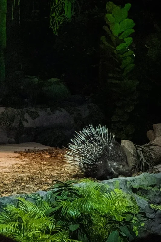 Malayan porcupine on stage during the Creatures of the Night Show