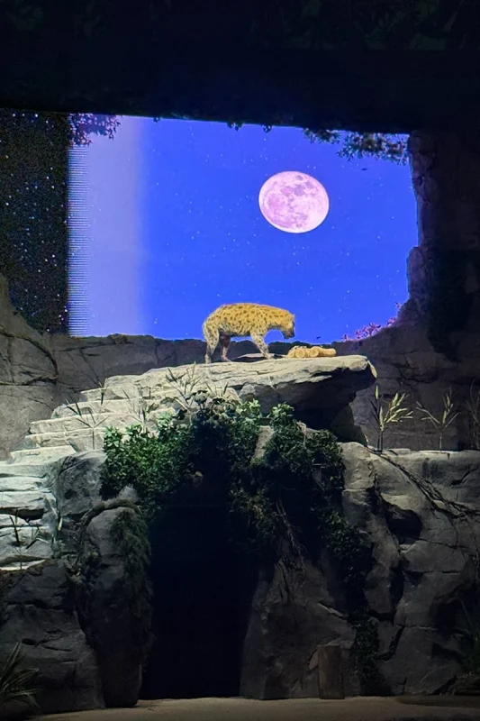 A spotted Hyena standing on top of a rock during the Creatures of the Night Show