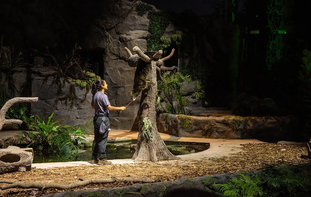 Night Safari Singapore Review: My Experience & Top Tips 2 Wildlife keeper interacting with an binturong during the Creatures of the Night presentation at Singapore Night Safari