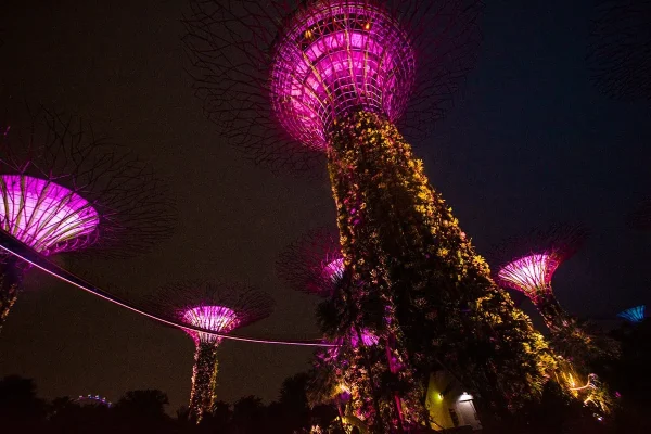 Supertrees illuminated pink and purple at Gardens by the Bay at night, a must free activity when backpacking Singapore on a budget