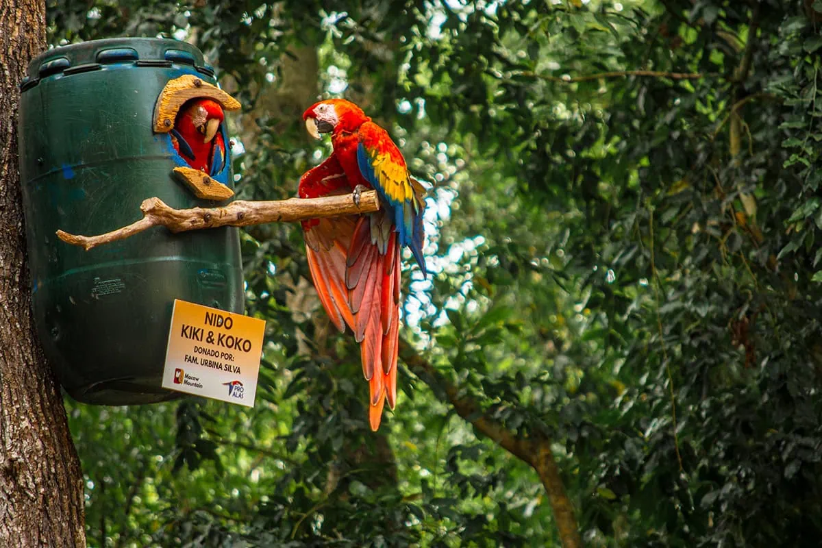 2 Weeks In Honduras Itinerary: My Recommended Route 24 Scarlet macaws gathered around a nesting box at the Copan Ruins