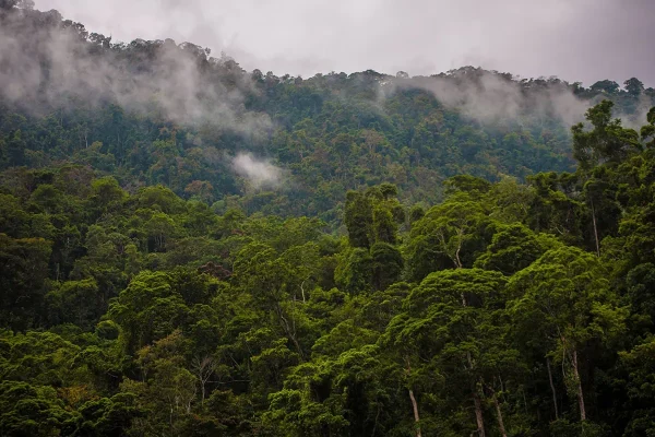 Arriving in Pico Bonito National Park to mist drifting across the mountains after driving from Copan Ruinas to La Ceiba