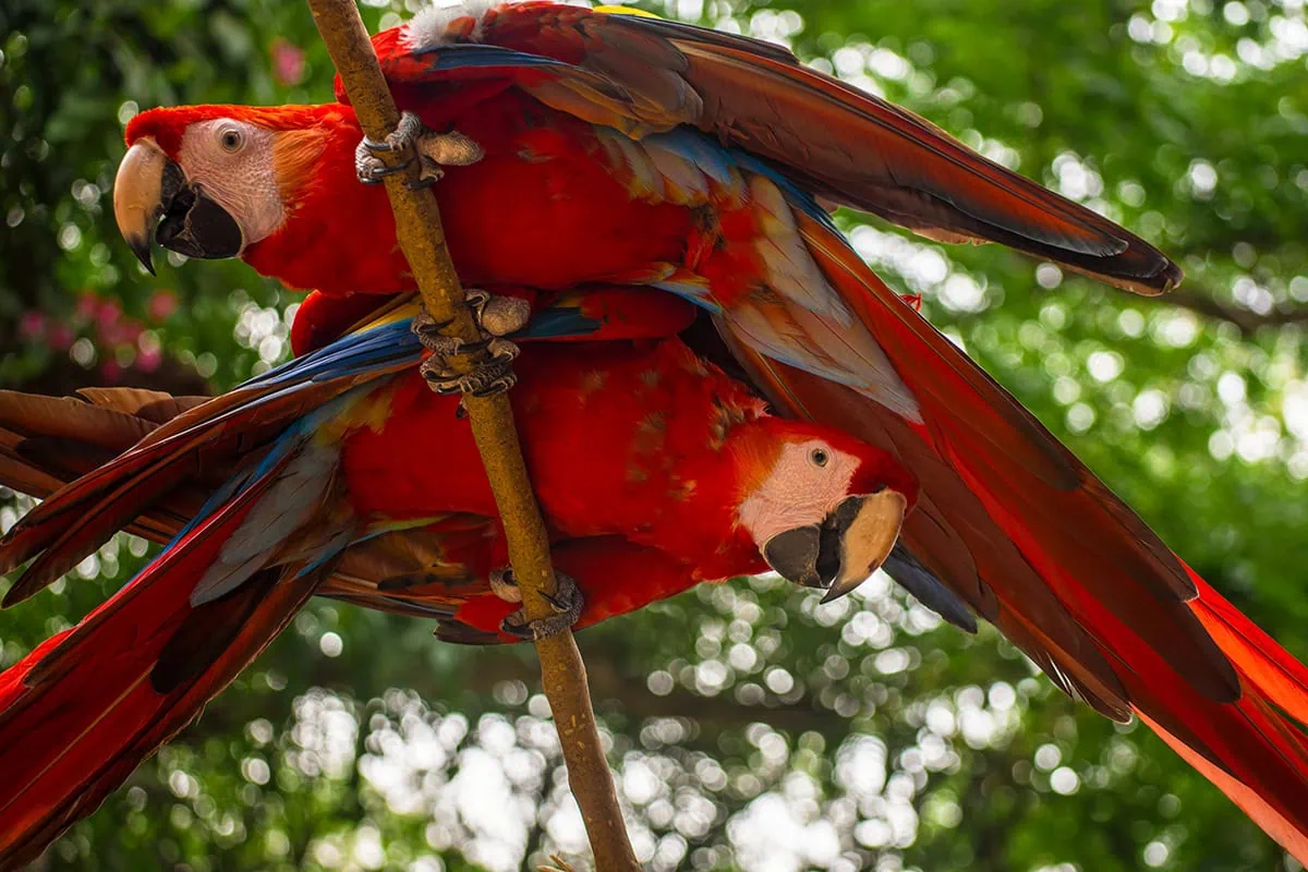 Two scarlet macaws perched together on a branch at Macaw Mountain in Copan Ruinas
