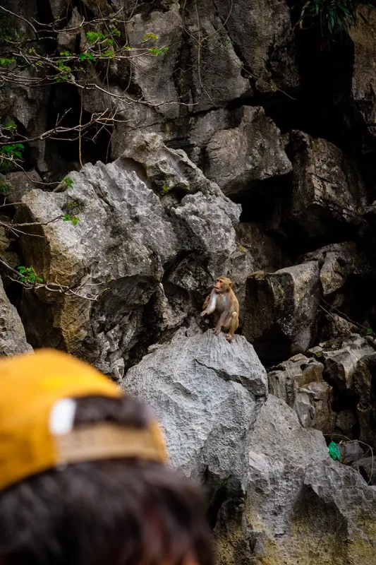 Luon Cave Ha Long Bay: Is It Worth Visiting? 61 Monkey sitting on jagged limestone rocks near Luon Cave, with a boat passenger in the foreground