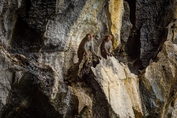 Two monkeys sitting on jagged limestone rocks beside Luon Cave in Ha Long Bay