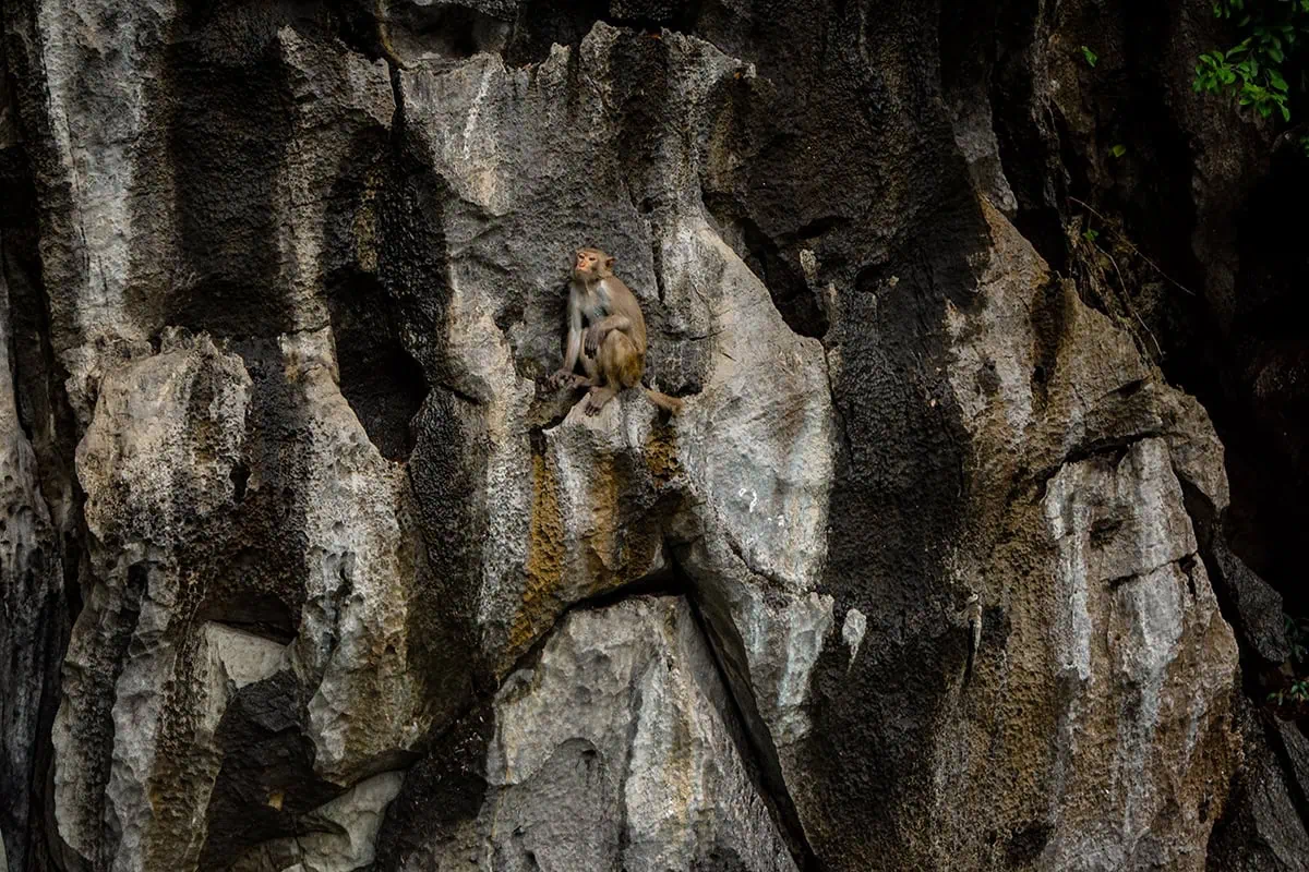 Luon Cave Ha Long Bay: Is It Worth Visiting? 70 A monkey perched on a narrow ledge on the limestone cliffs beside Luon Cave